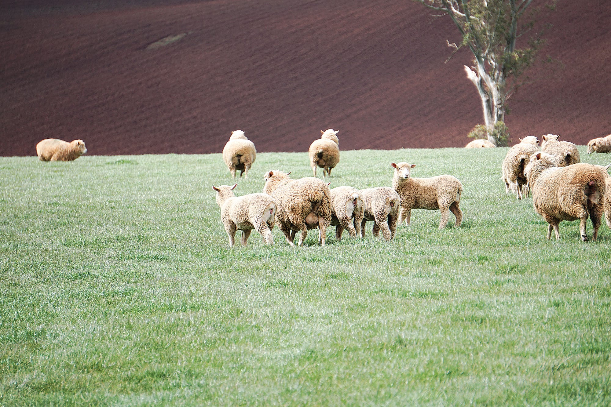 Third biggest lamb production quarter on record