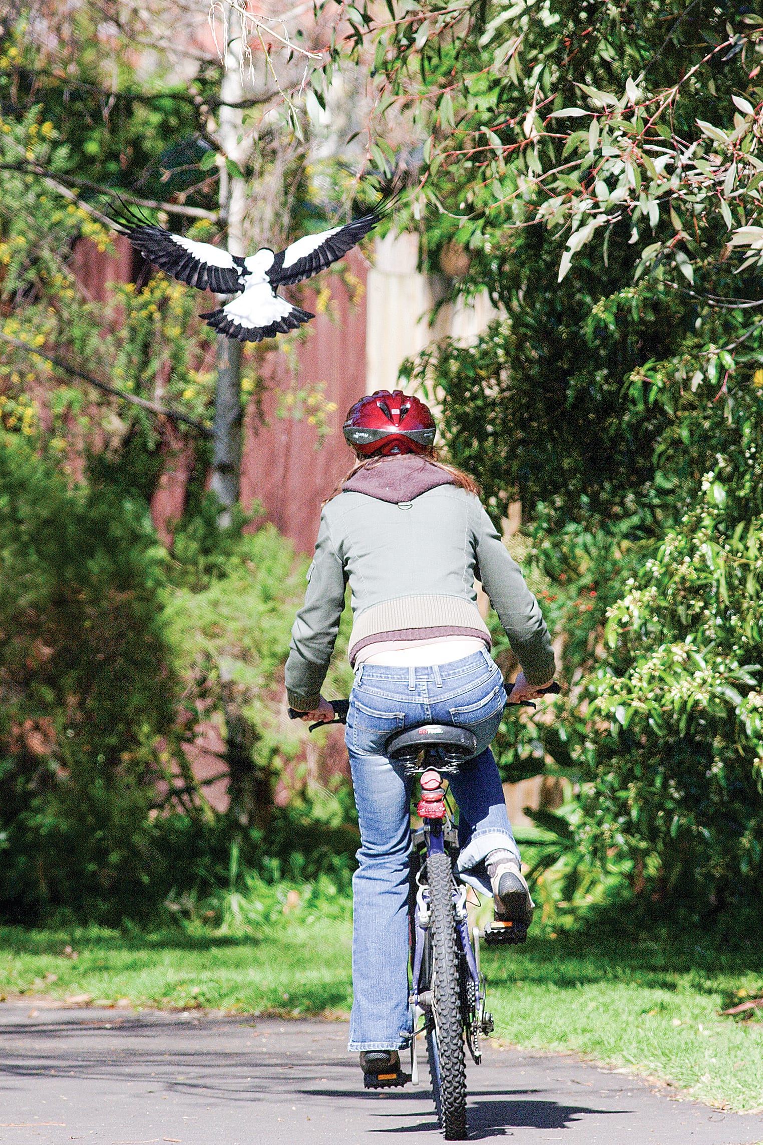Ten per cent of magpies are giving the rest a bad name