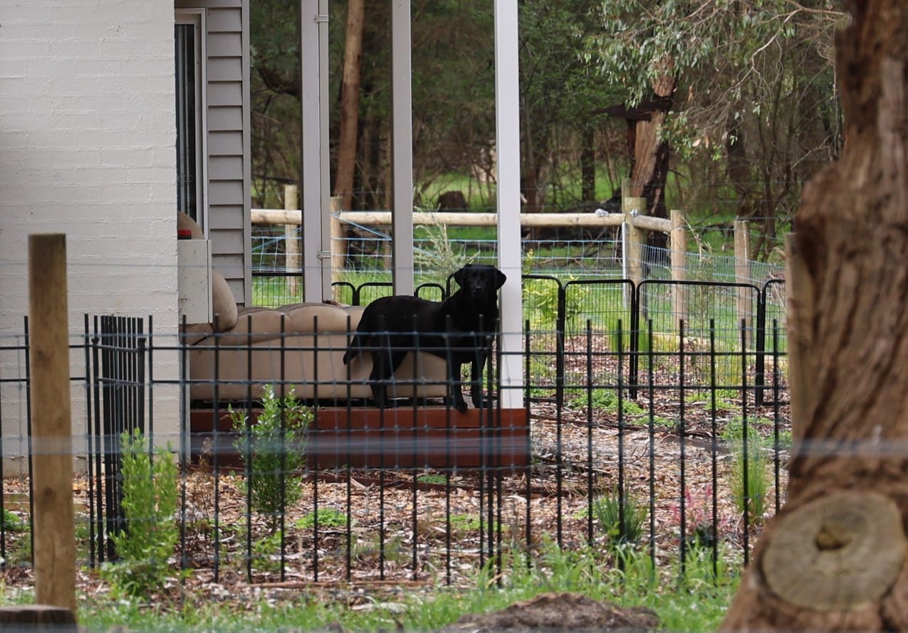 Police 'no comment' on reports it was mushroom poisoning