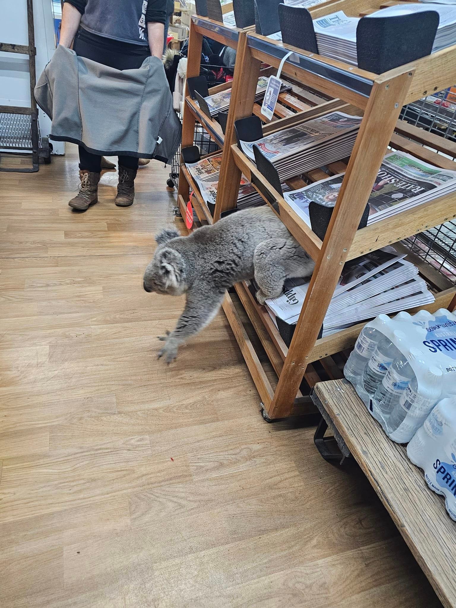 The furry visitor realises he is a day early to pick up the latest Sentinel-Times.. 