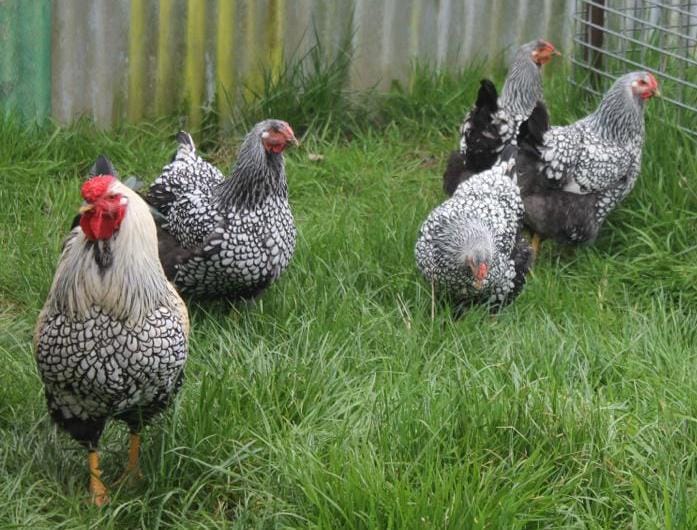Showtime: Taking a look at Wonthaggi's chooks