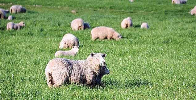 Be aware of foot abscess, rot in sheep