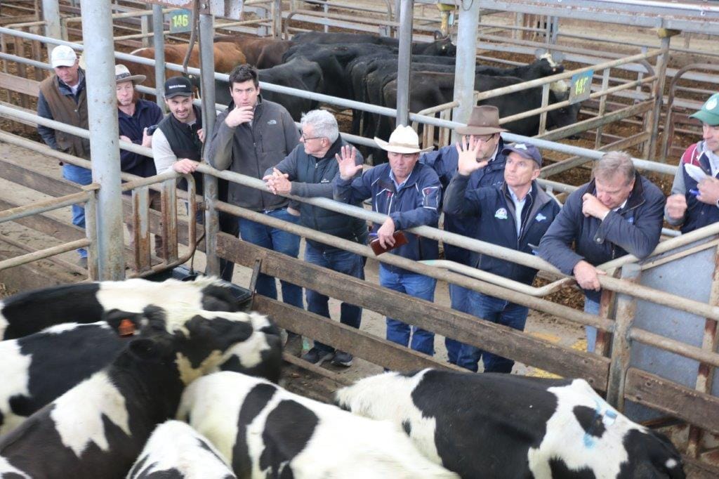 Strong demand for Leongatha cattle