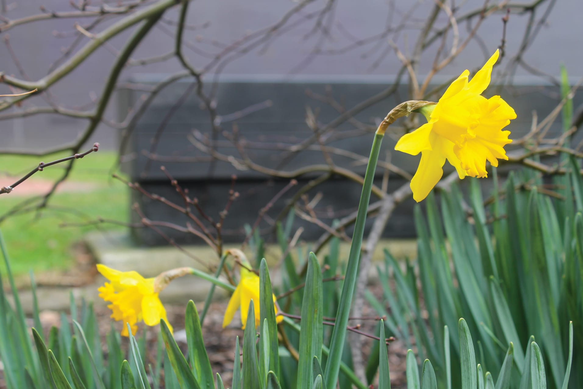 Keep your hands off our daffodils