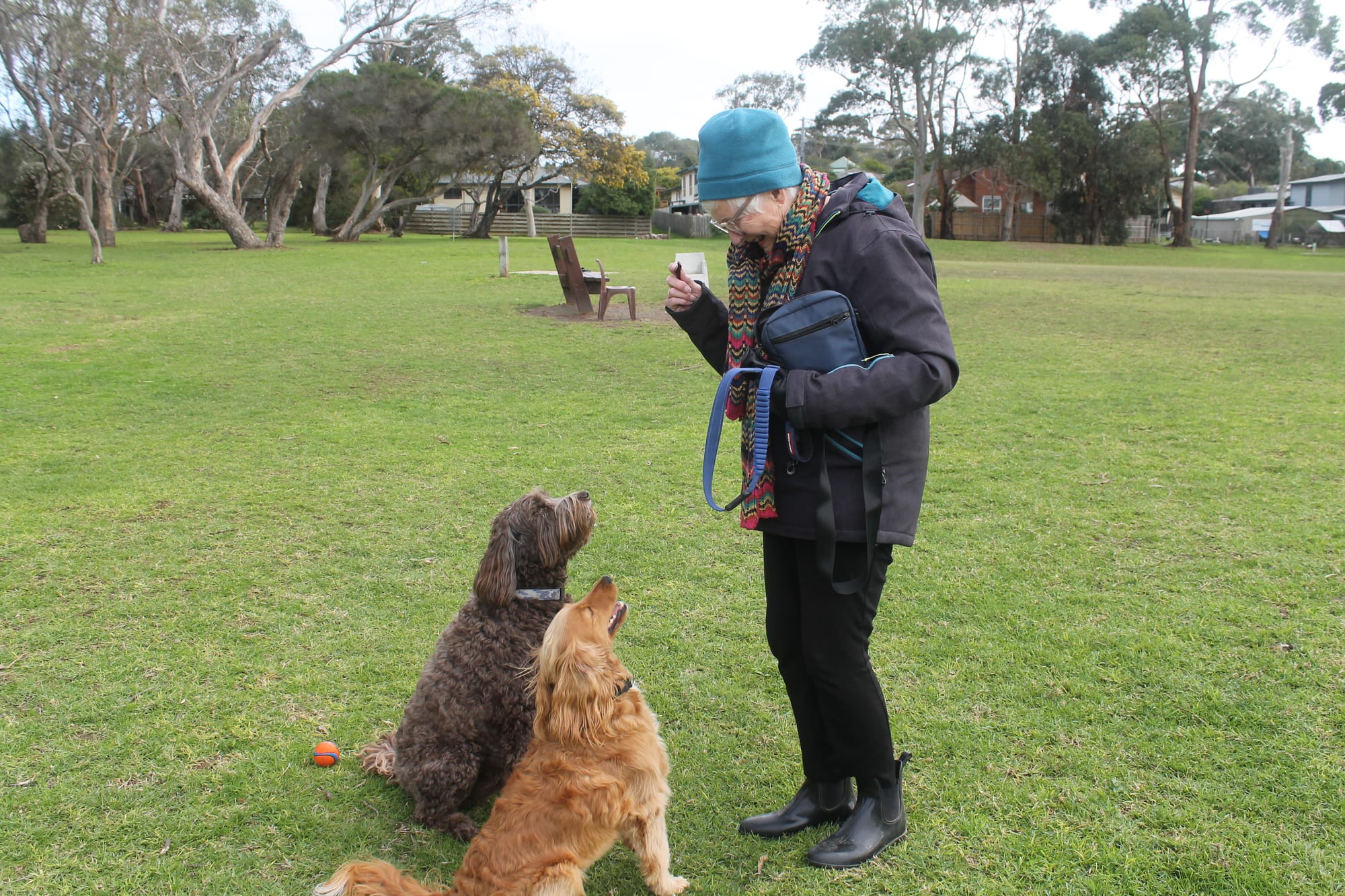 Cooper and Sonny waiting for a treat from Jenny at the Blue Gum Reserve off-leash dog park in Cowes. B11_2925