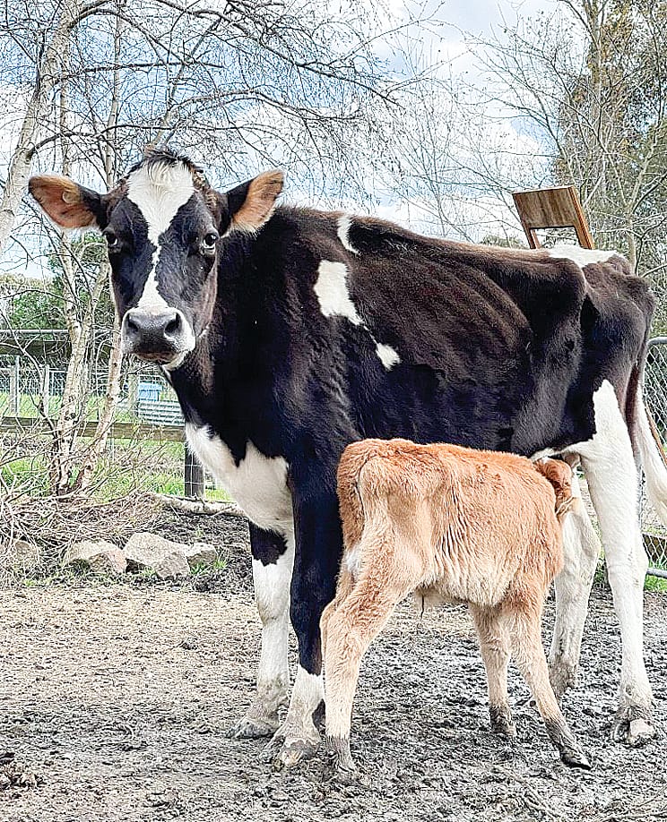 Farm animals looking for a new forever home