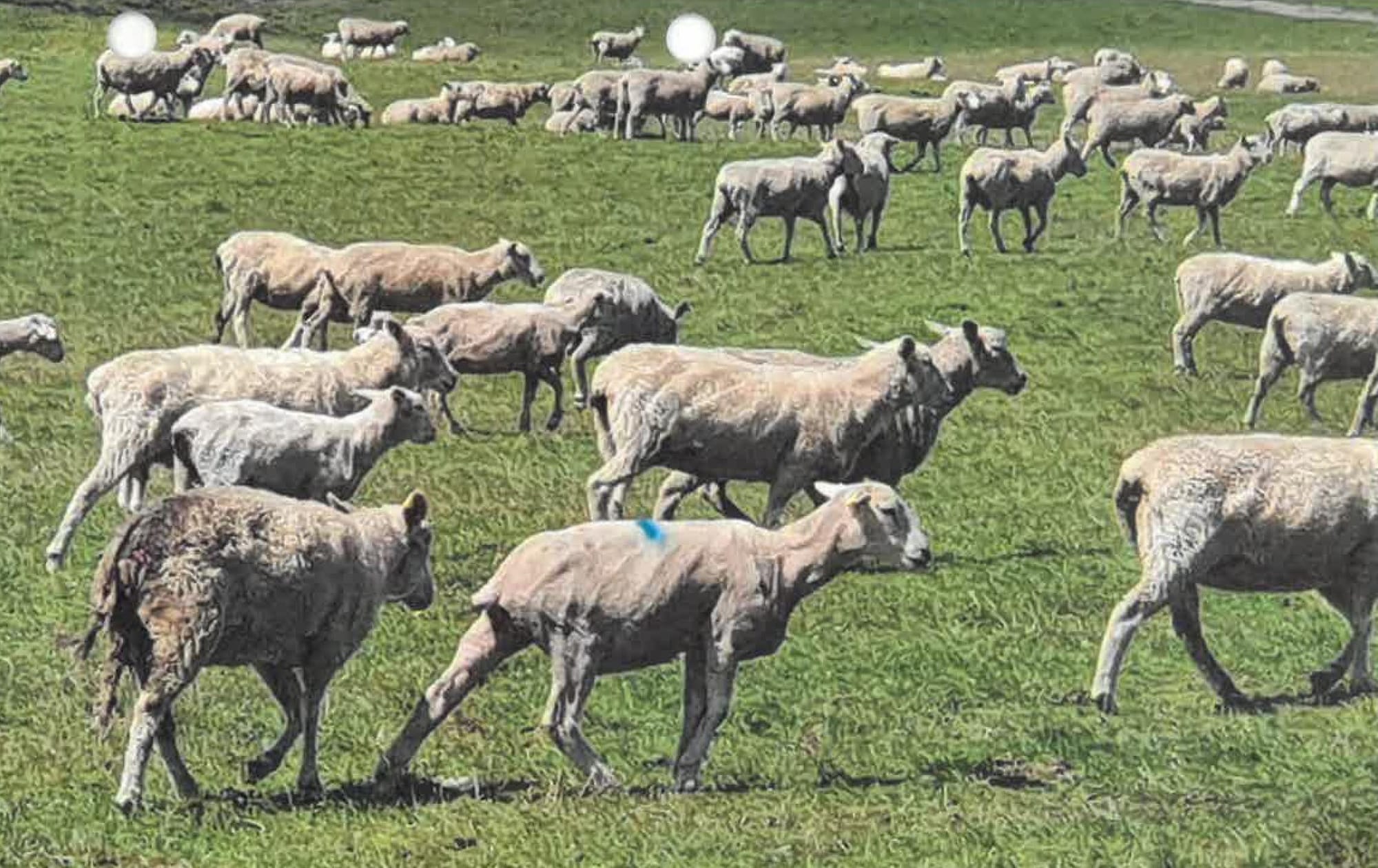 $50,000 fine for ‘immense’ cruelty at Walkerville