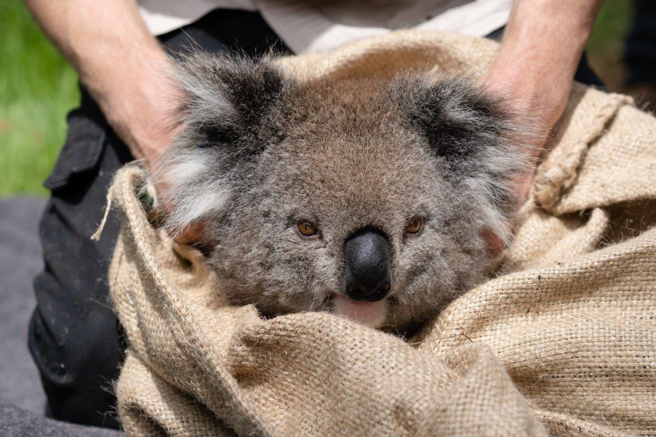 Phillip Island koala colony passes medical check