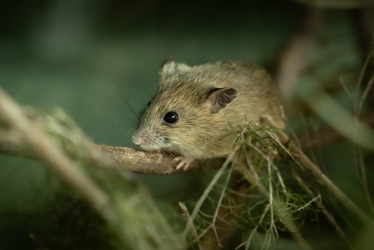 Love is in the air for Prom’s endangered mice