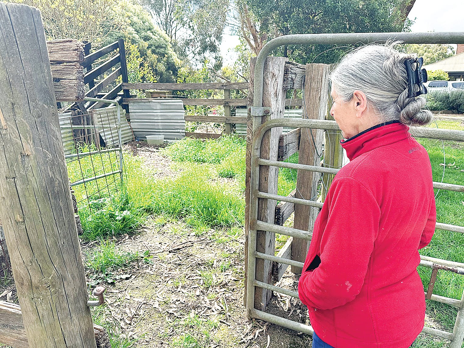 Dog attack leaves Jumbunna community horrified by laws