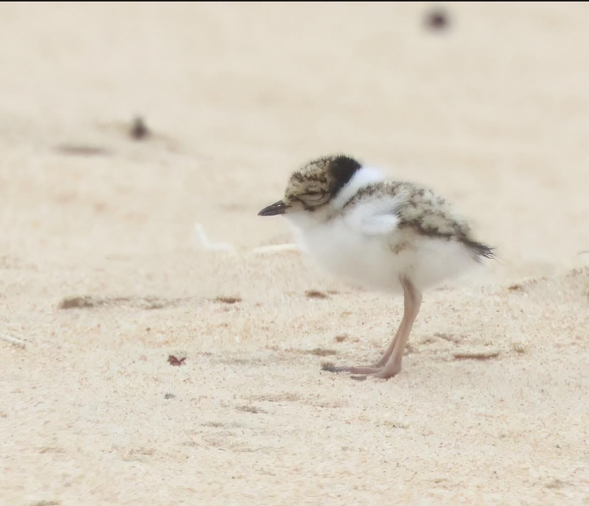 Hoodie volunteers needed for the Bass Coast