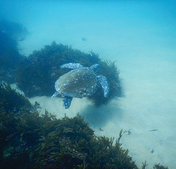 Green turtle at the Palm Beach Artificial Reef. Image: Ecological Service Professionals. 