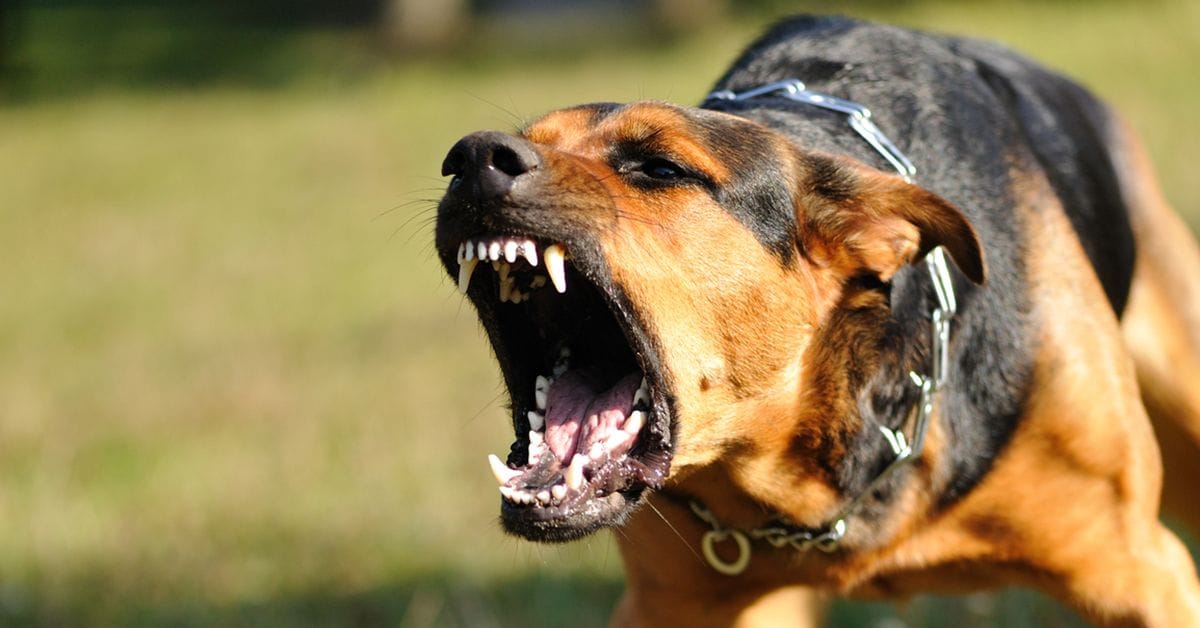 ‘Distressing’ dog attacks a lesson for owners