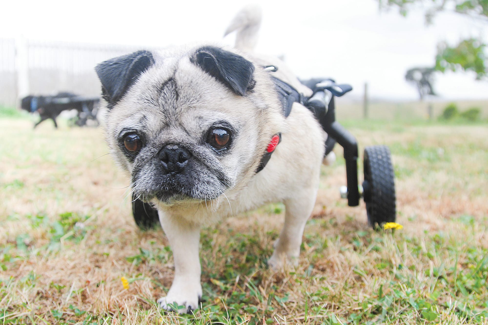 For all lives great and small