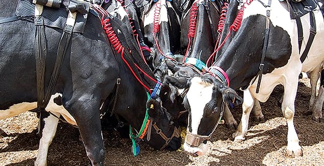 Healthier cows mean a sustainable future