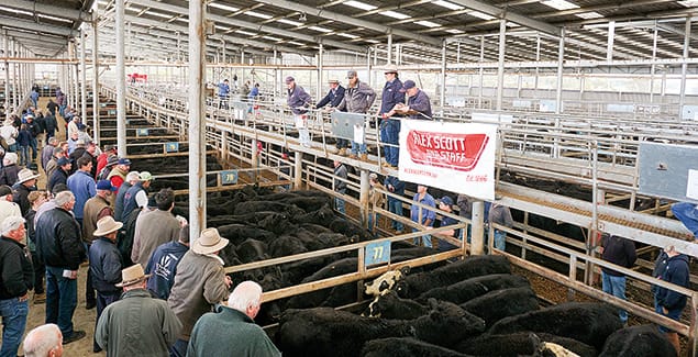Grown steer price lifts again
