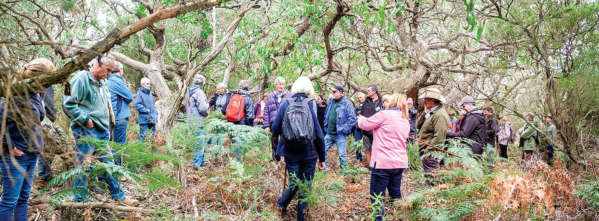 The group learning about indigenous plant use.