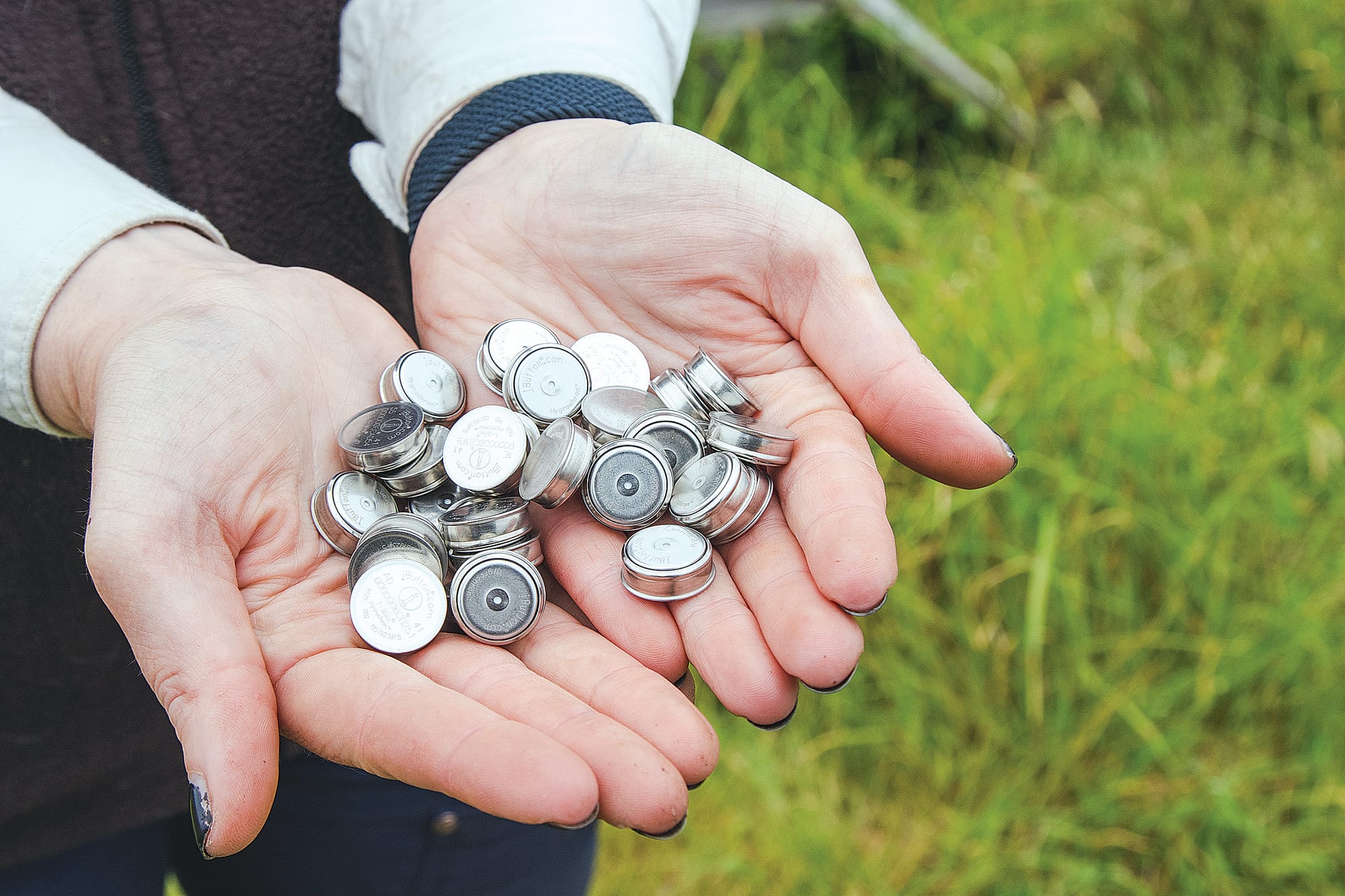 Protecting penguins from high temperatures