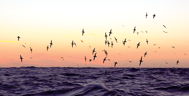 Shearwaters return on time after last year’s bumper breeding season