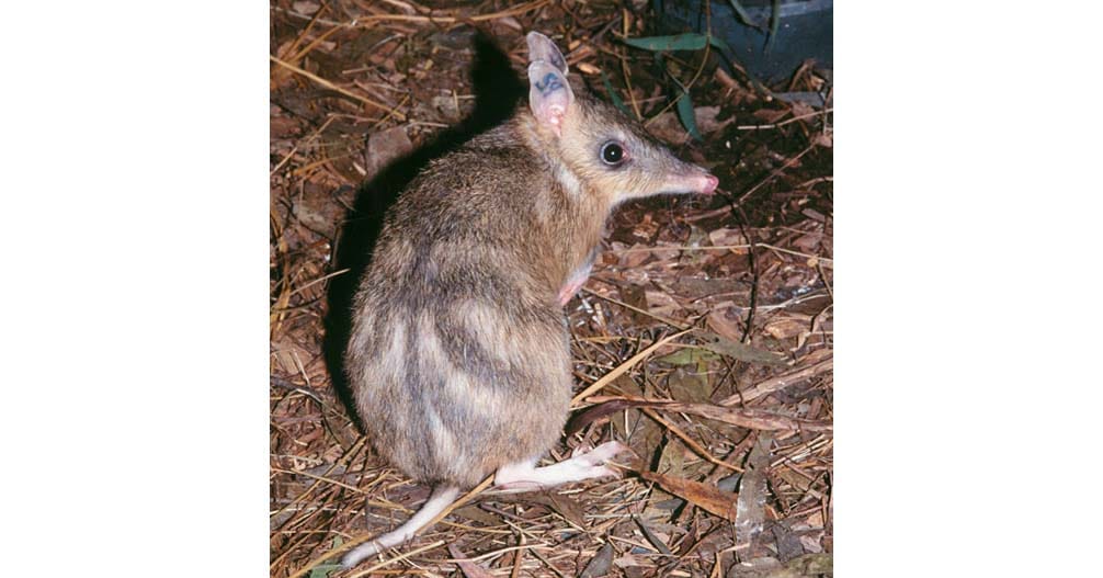 Bandicoots back thanks to three local Islands