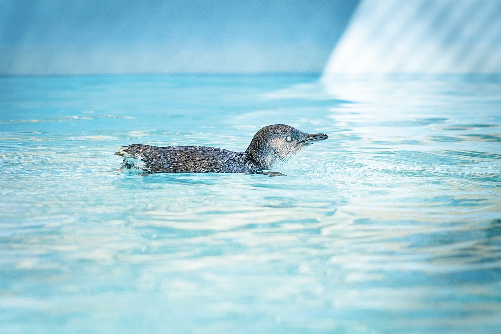Silver lining for rescued little penguin