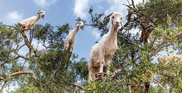 Goats for weed control - How to make it work