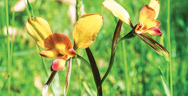 Native orchids in bloom at Tarwin