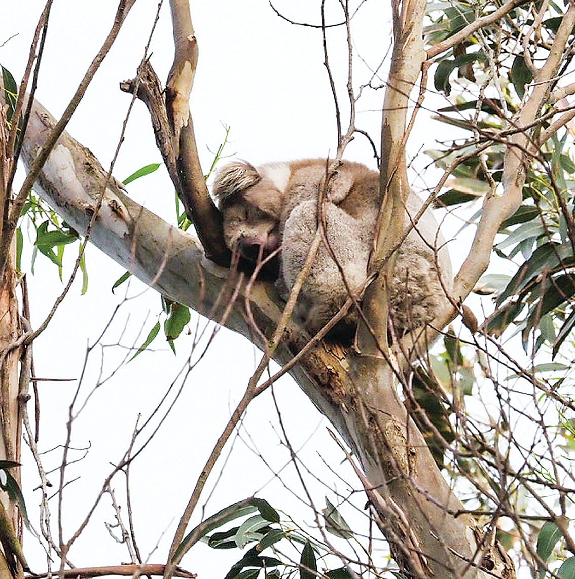 The key to survival in our Strzelecki koalas