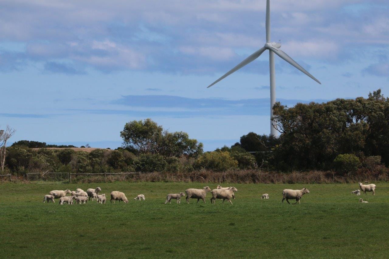 Bald Hills Wind Farm cover-up exposed