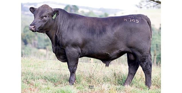 Absolute focus on best available Angus genetics
