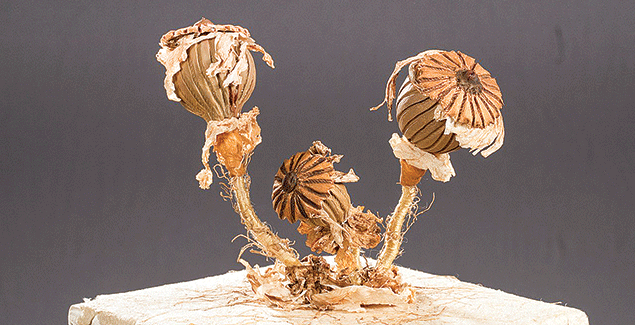 Environmental sculptures on display