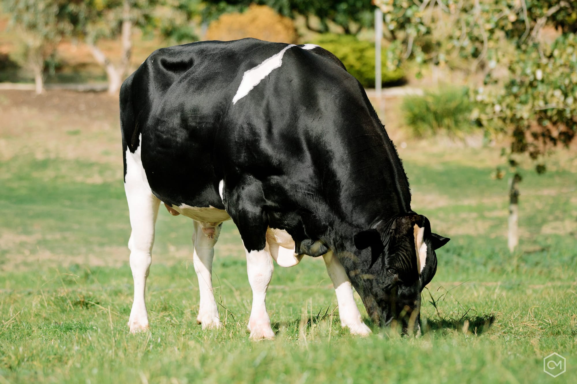 Maebull retires after breeding more than 4500 milking daughters