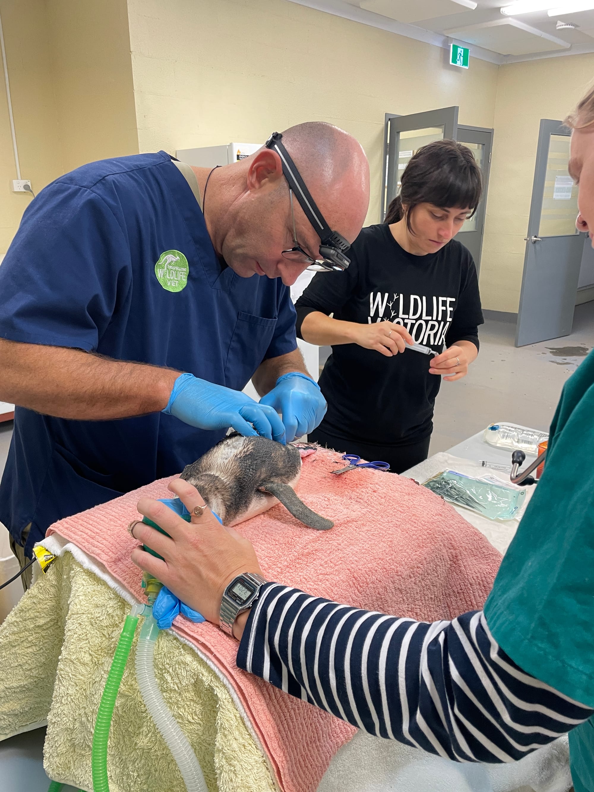 Wildlife Victoria’s travelling vet team performed emergency surgery on the penguin. Photo: Phillip Island Nature Parks 