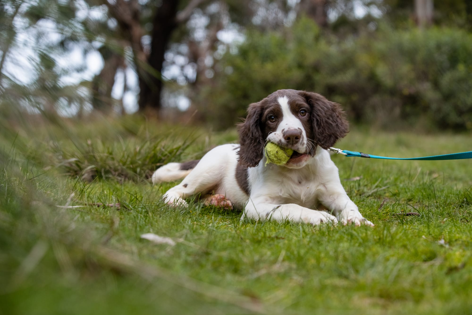 Next-gen fox detectors hot on the trail