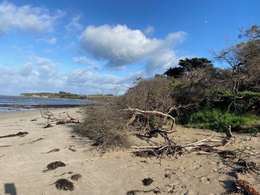 Ancient coastal banksias have continued to tumble into the sea as thin, fragile dunes are undercut by the sea.