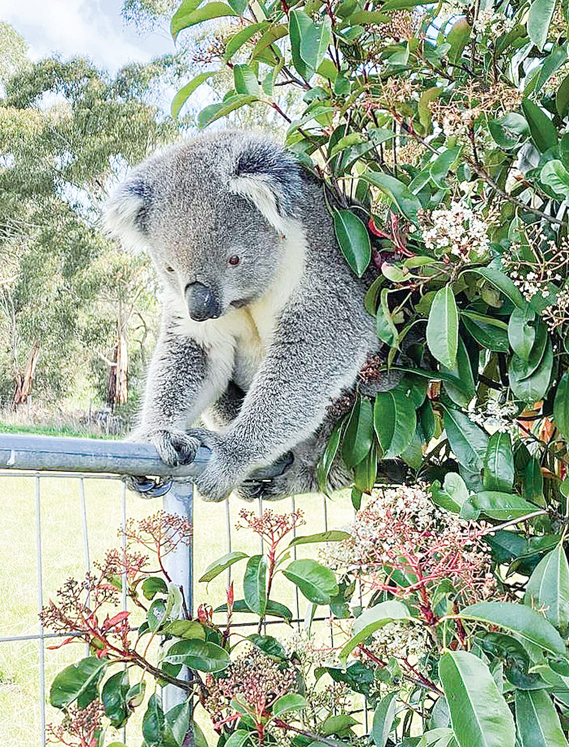 A furry acquaintance visiting a friend of the Friends of the Strzelecki Koala in Yinnar South.