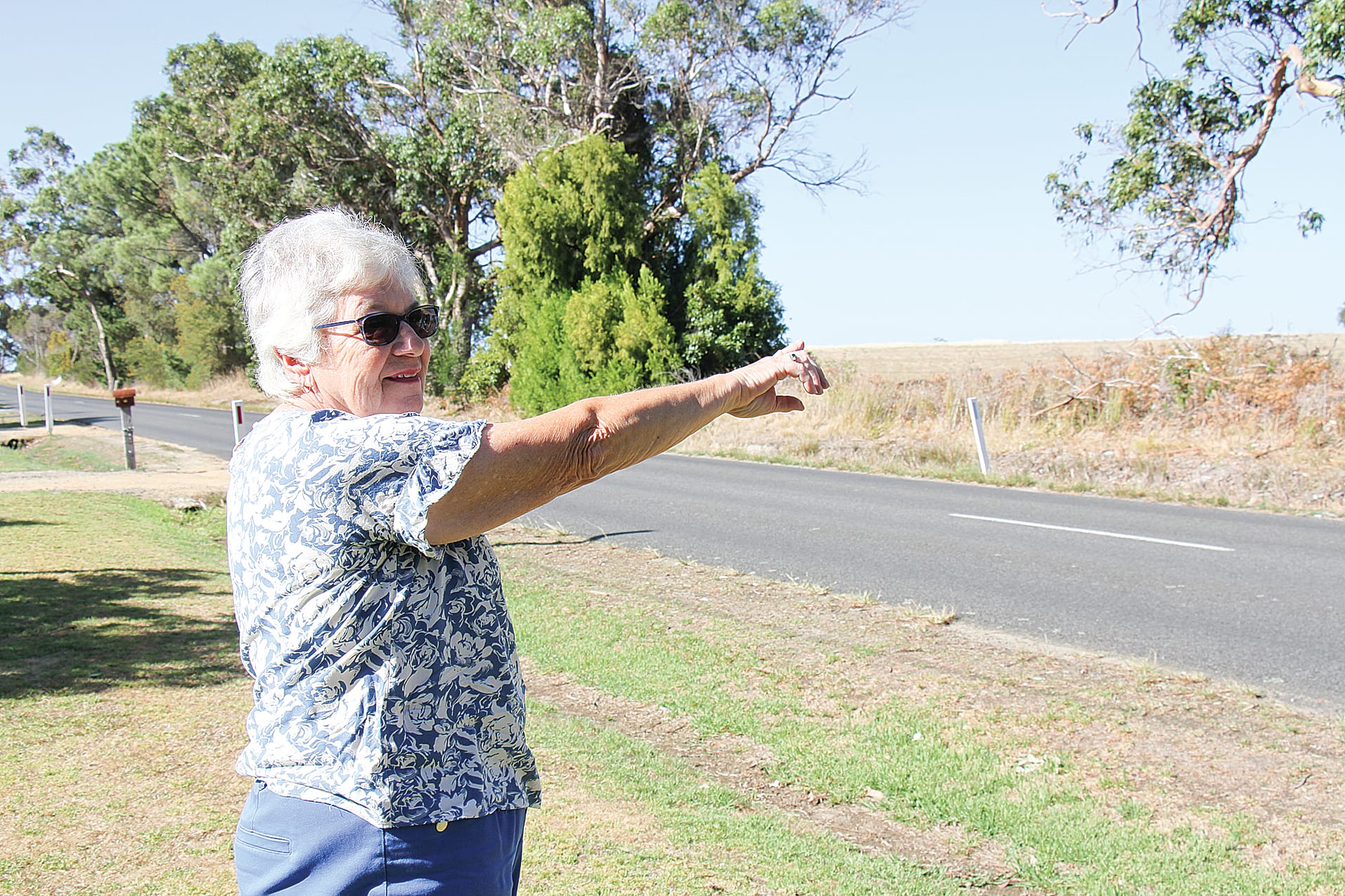 Cape Barren Geese fly north for the summer to Corinella