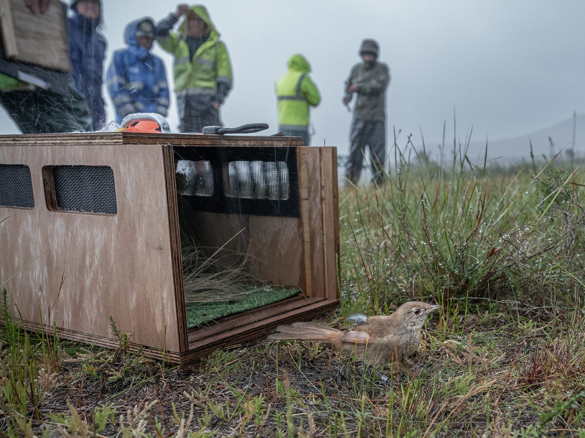 Eastern Bristlebird’s long road to recovery
