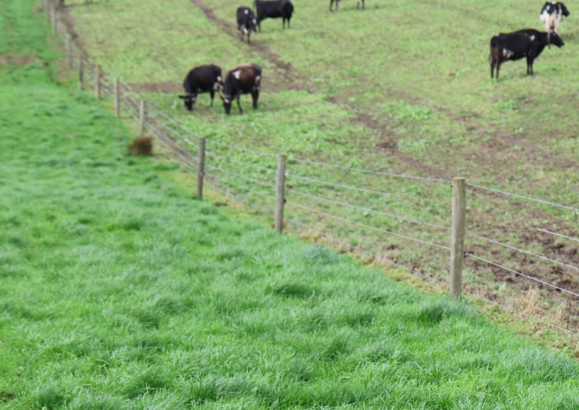 Criticism of South Gippsland's new local laws 'goes viral'