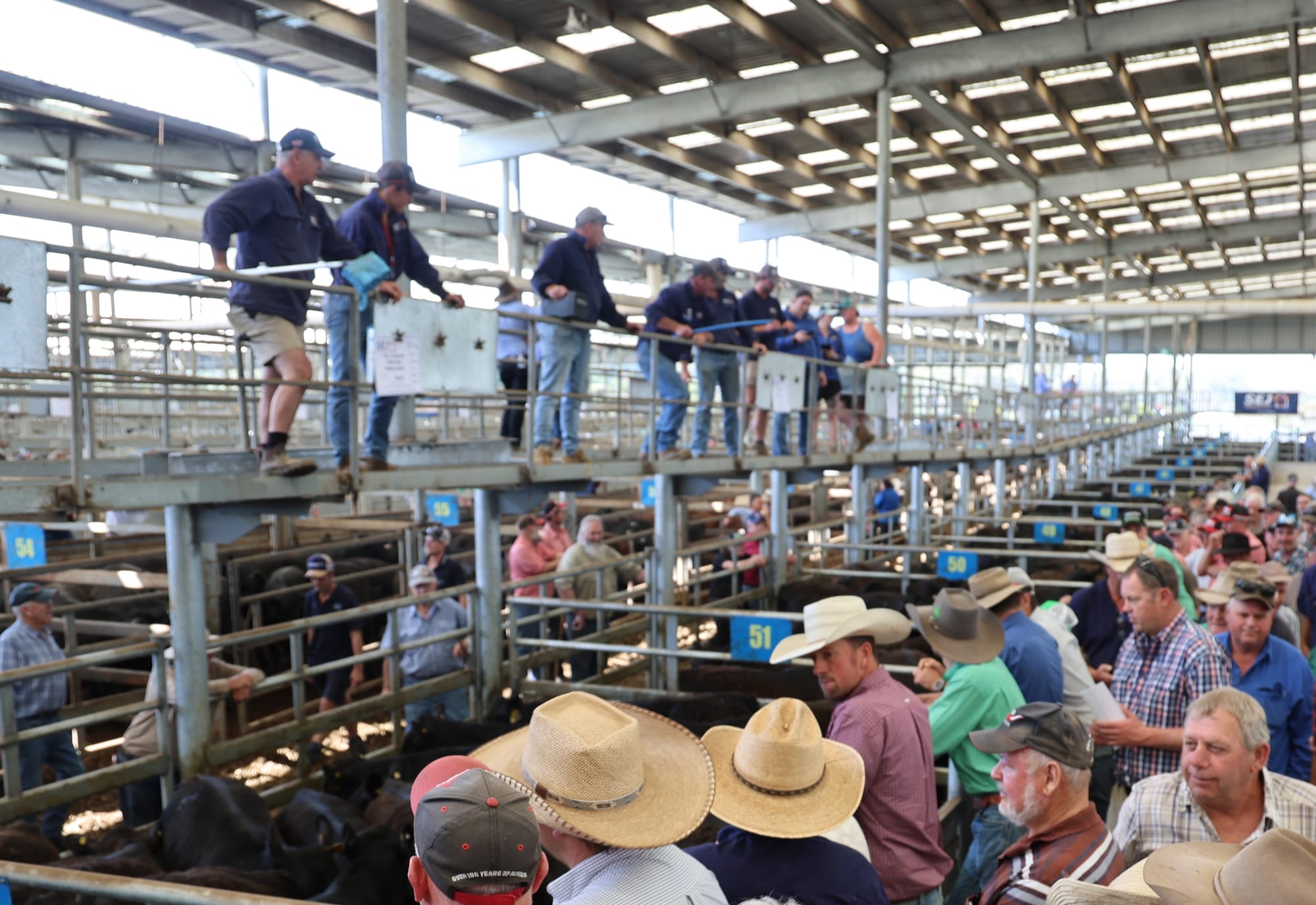 Weaners prices improve at Leongatha store sale