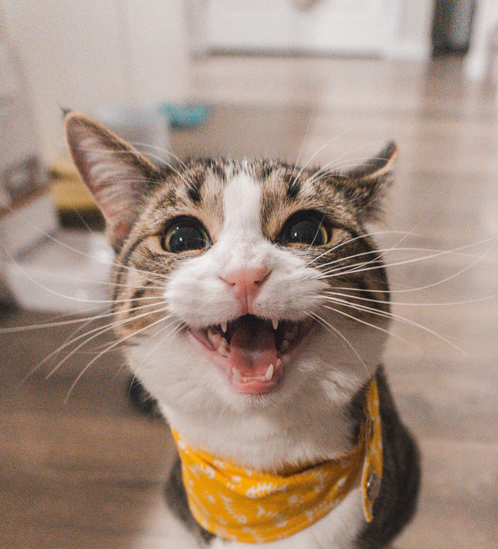 Start preparing to contain your cat