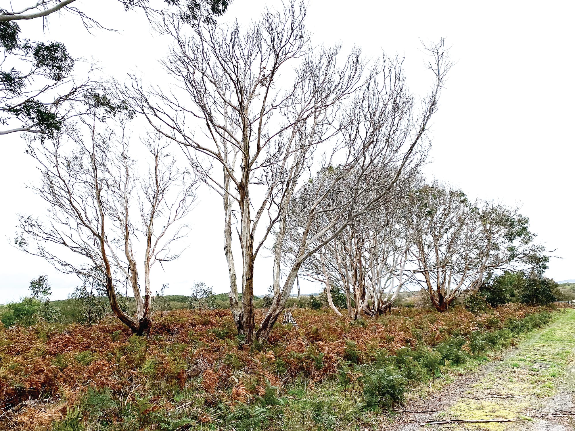 Drought and koala overpopulation have taken a severe toll on French Island gum trees.