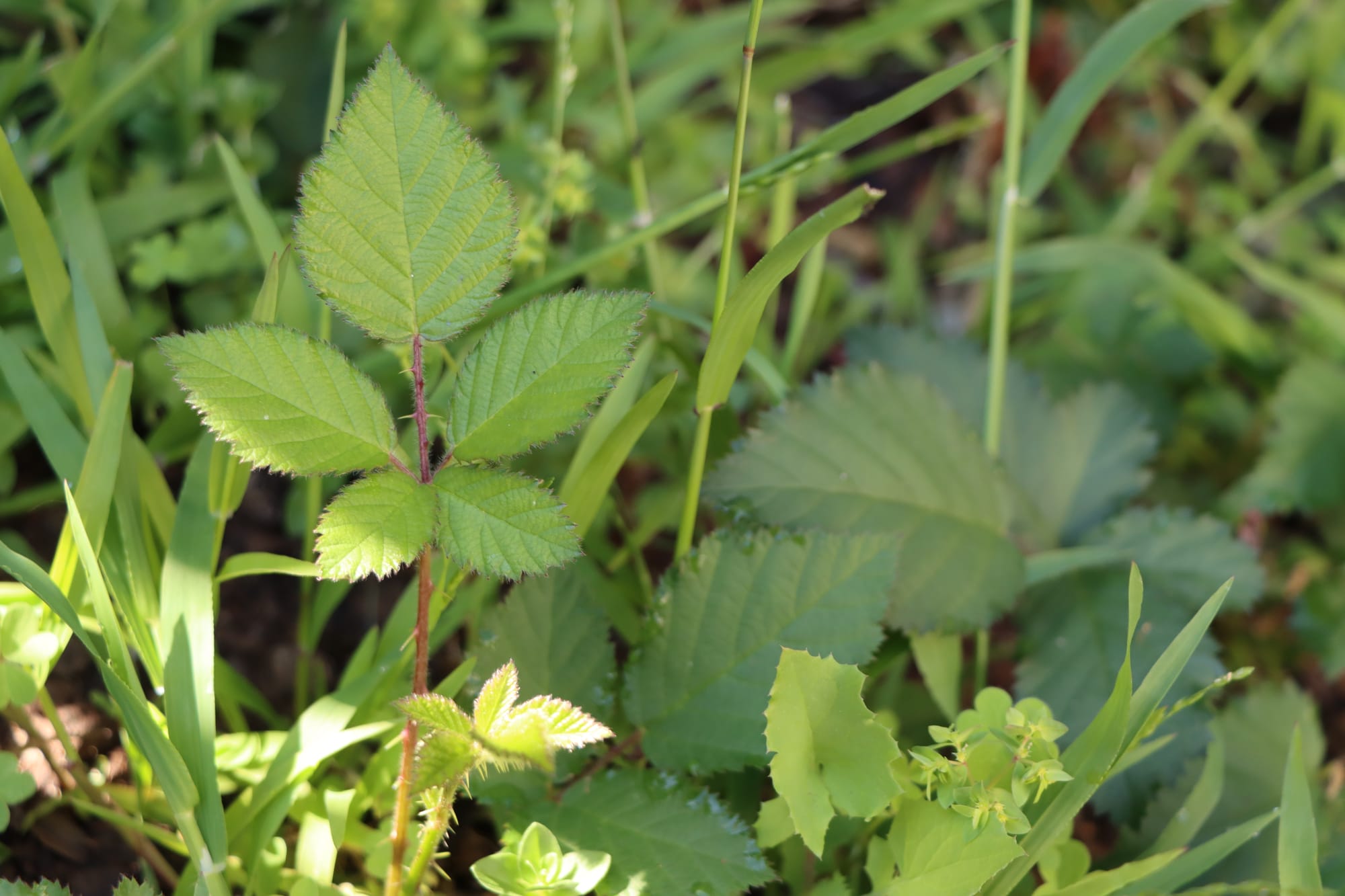 Don’t forgot to check what items aren’t included in the Green Waste Amnesty, such as invasive weeds like blackberry.