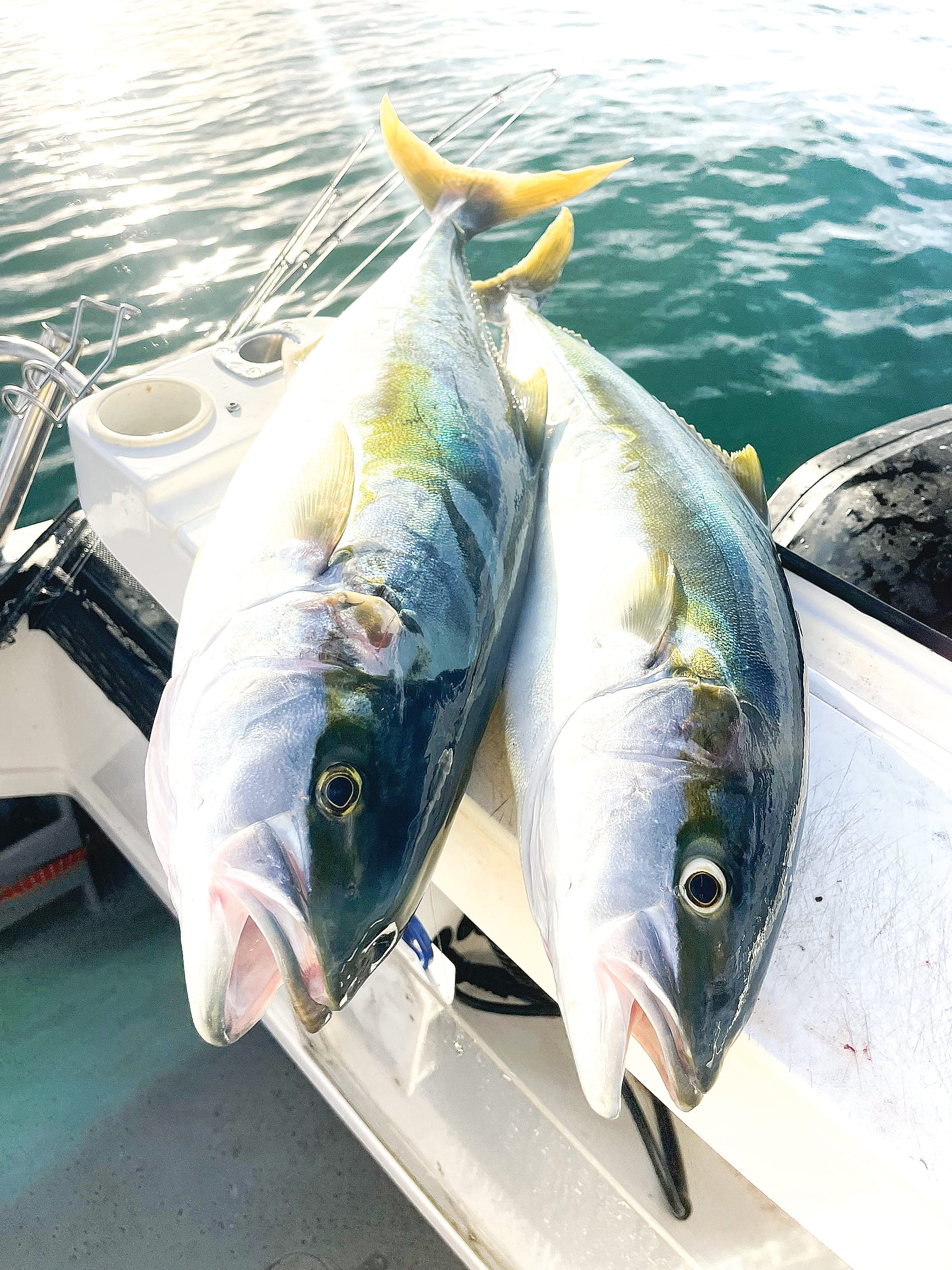 Angler support confirms kingfish bag limit change