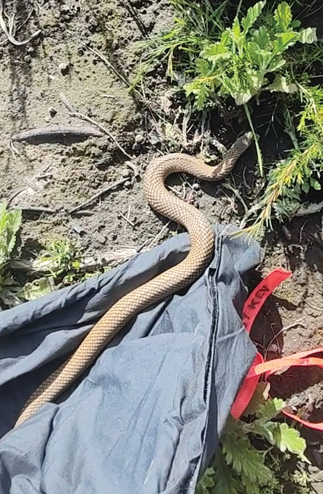 Snakes can be found in native gardens and moist areas that attract frogs, rats, mice and skinks.