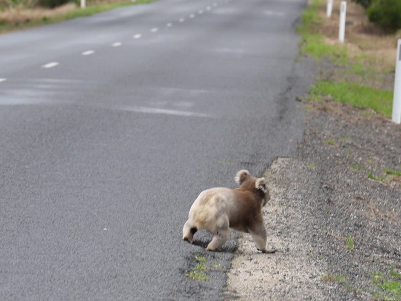 State shines spotlight on wildlife cruelty, boosts care services