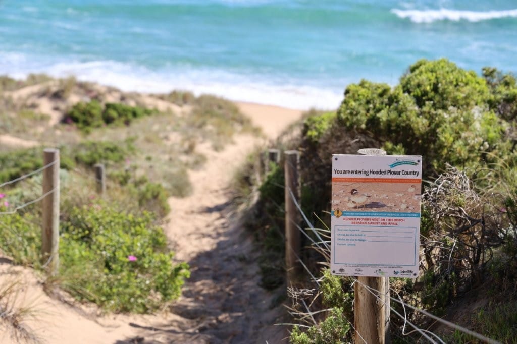 Hooded plovers nesting on South Gippsland and Bass Coast beaches