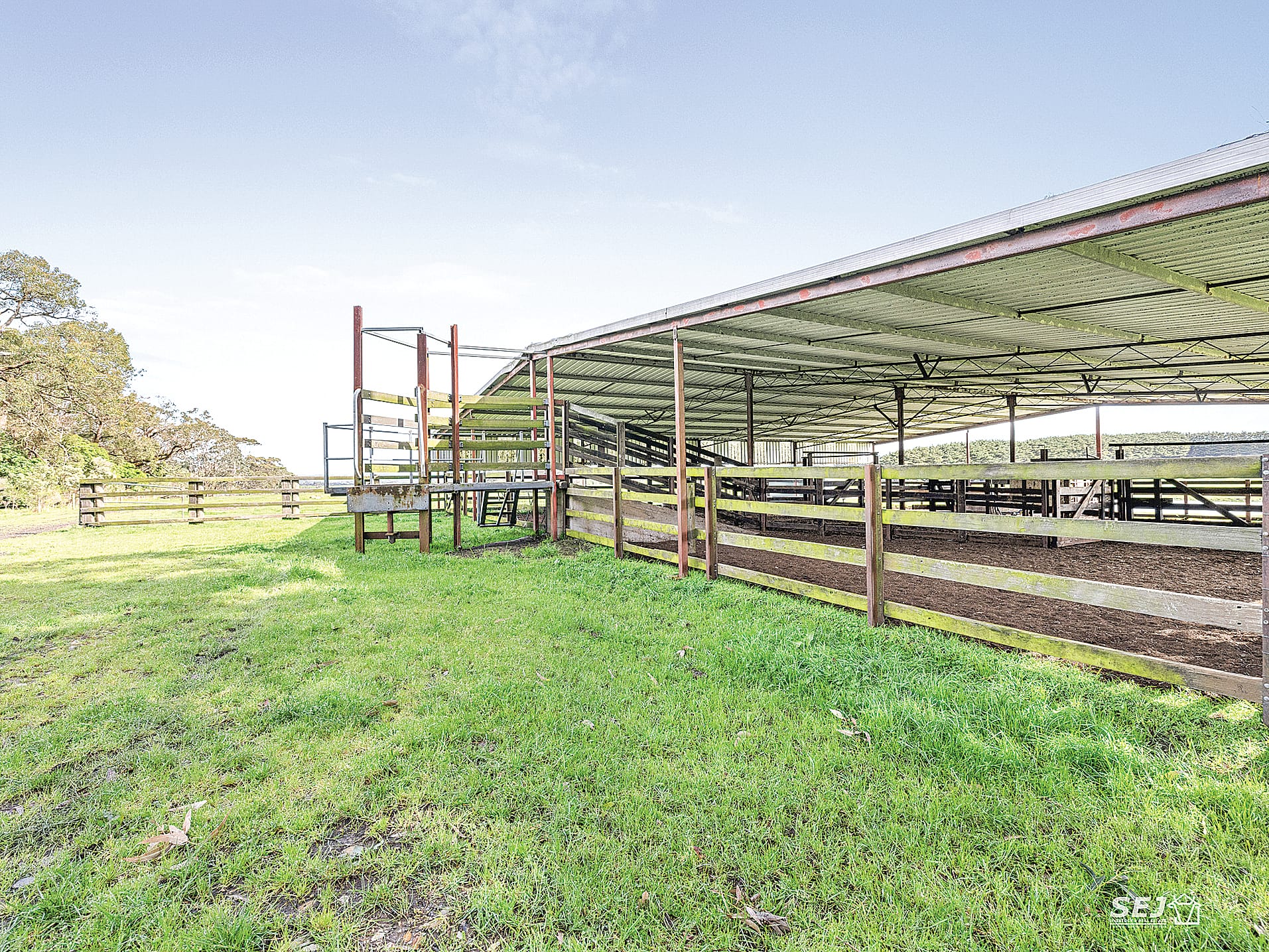 ‘Buffalo Pastoral’