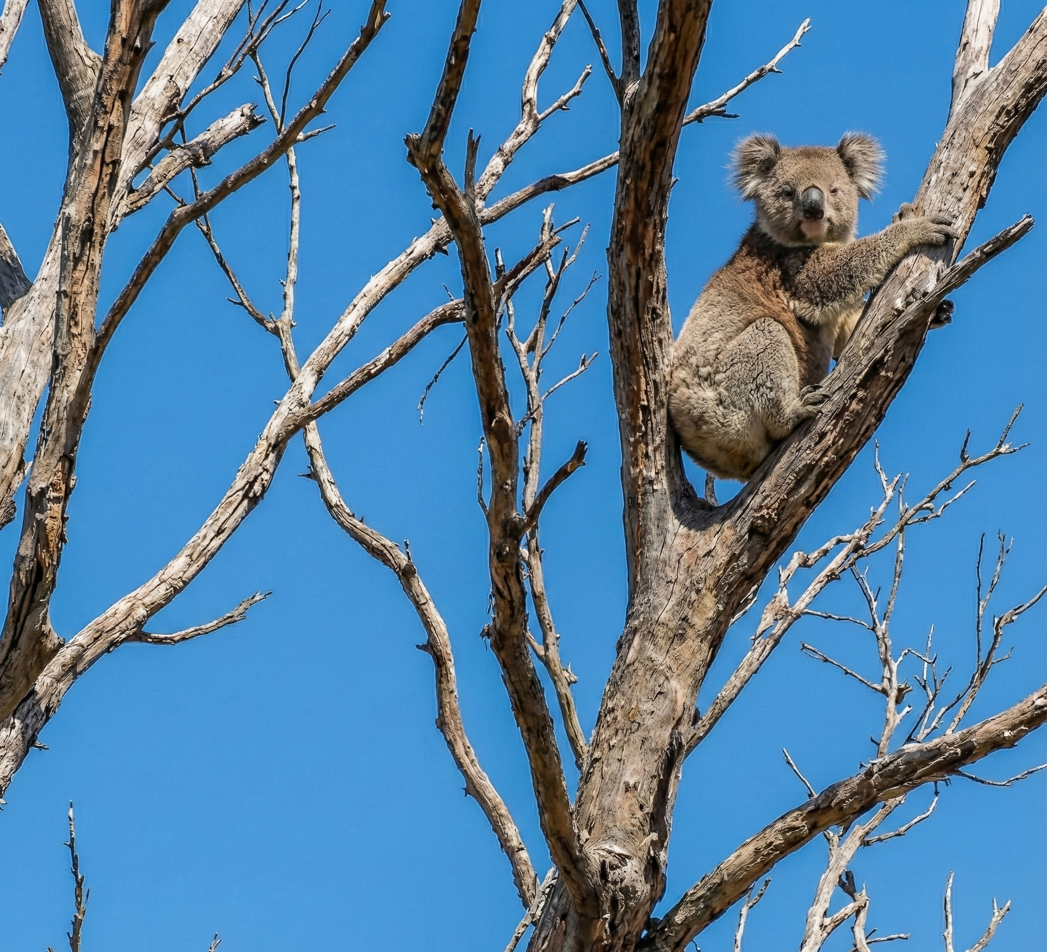 Doomed French Island koalas a symptom of management failure statewide