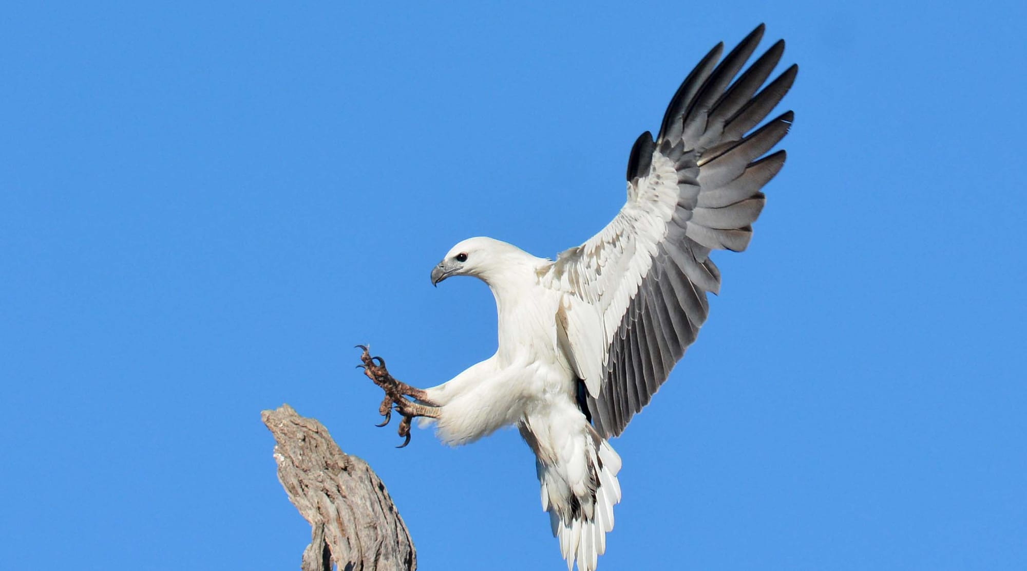 Gelliondale wind farm too close to Corner Inlet Ramsar site, they say